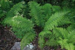 Asplenium ×lucrosum. Mature plants growing in cultivation. 
 Image: L.R. Perrie © Te Papa CC BY-NC 3.0 NZ